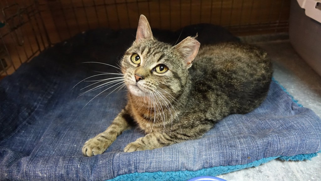 Adoptusie. Zytka - zostaje w dt :)