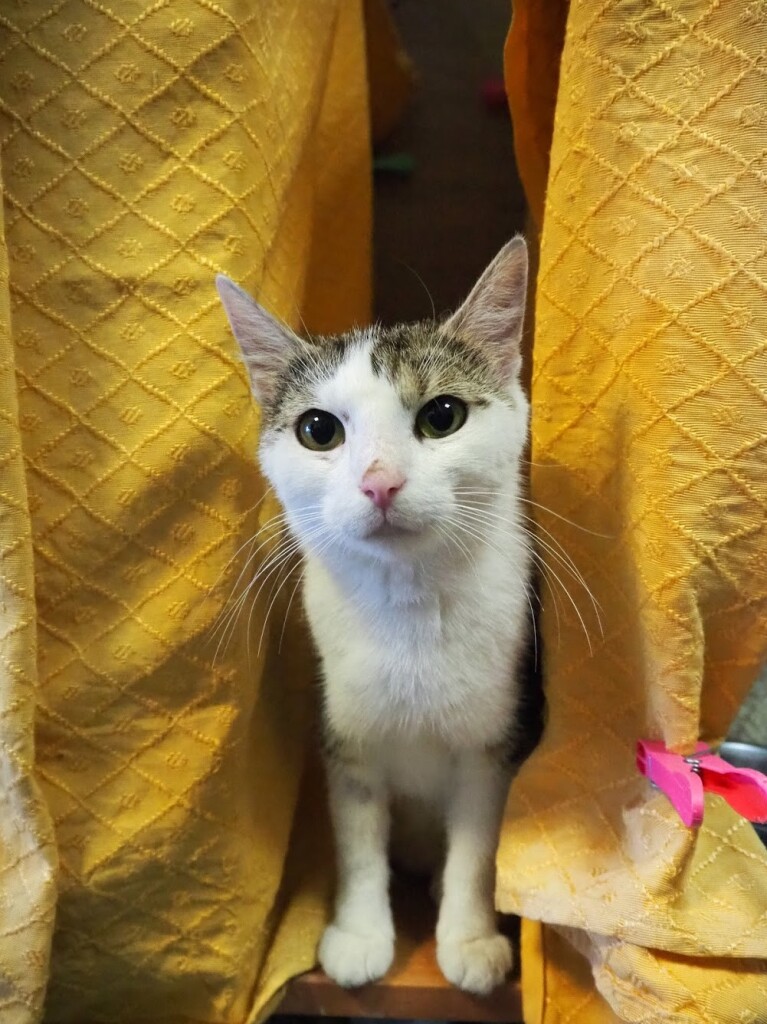 Adoptusie. Mila - dzielna kotka. W domu :)