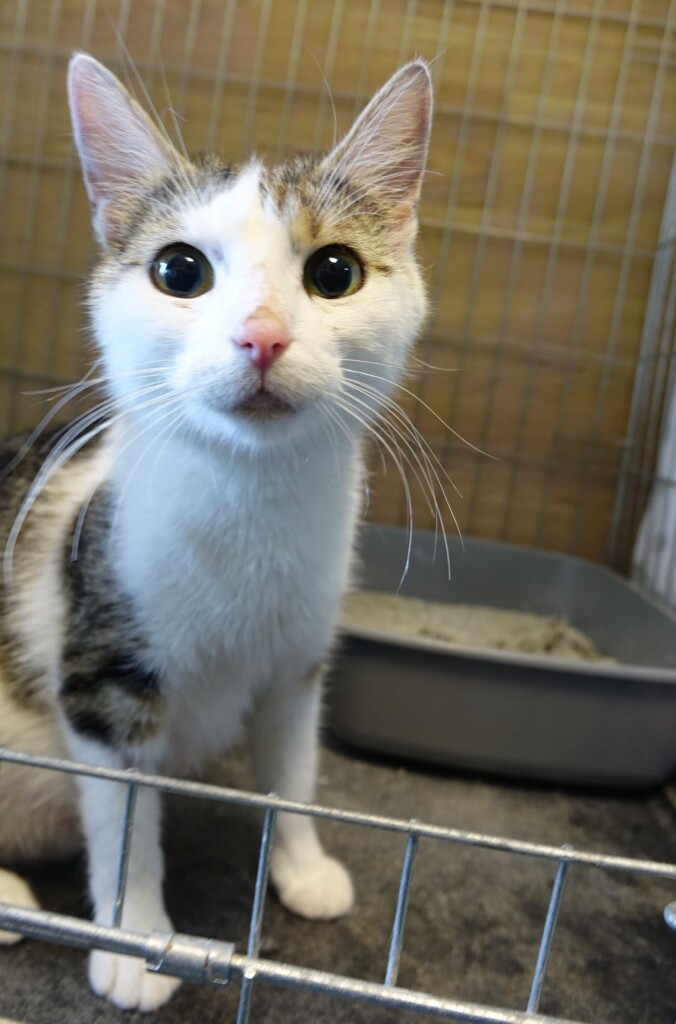 Adoptusie. Mila - dzielna kotka. W domu :)