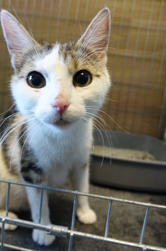 Adoptusie. Mila - dzielna kotka. W domu :)