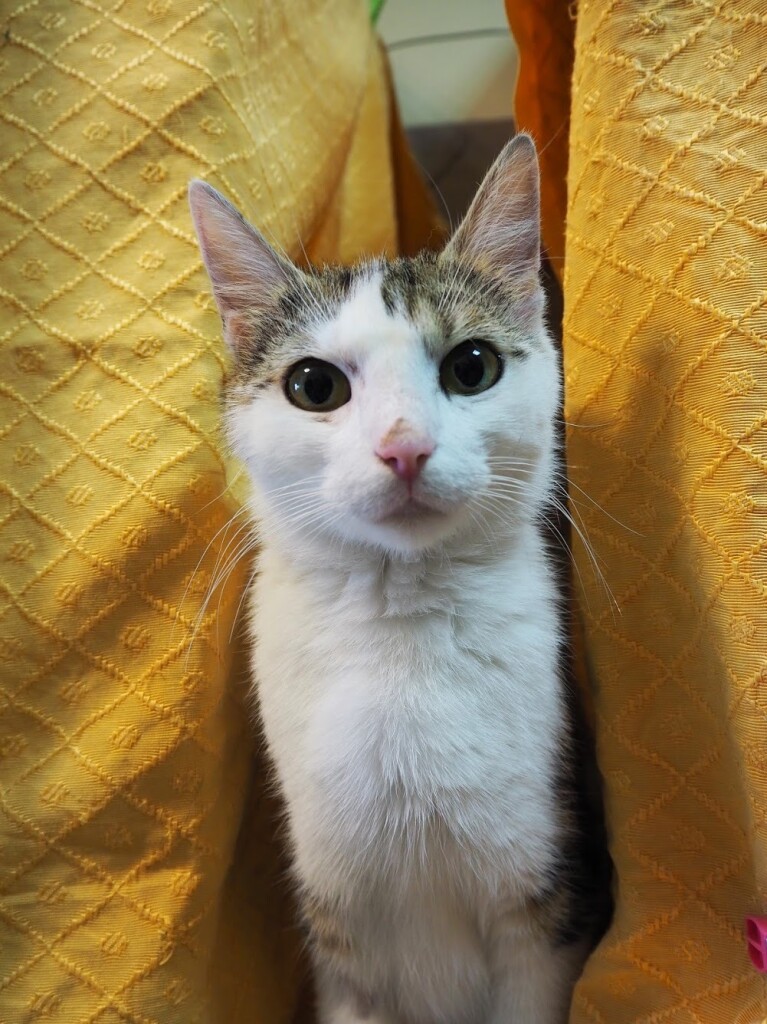 Adoptusie. Mila - dzielna kotka. W domu :)
