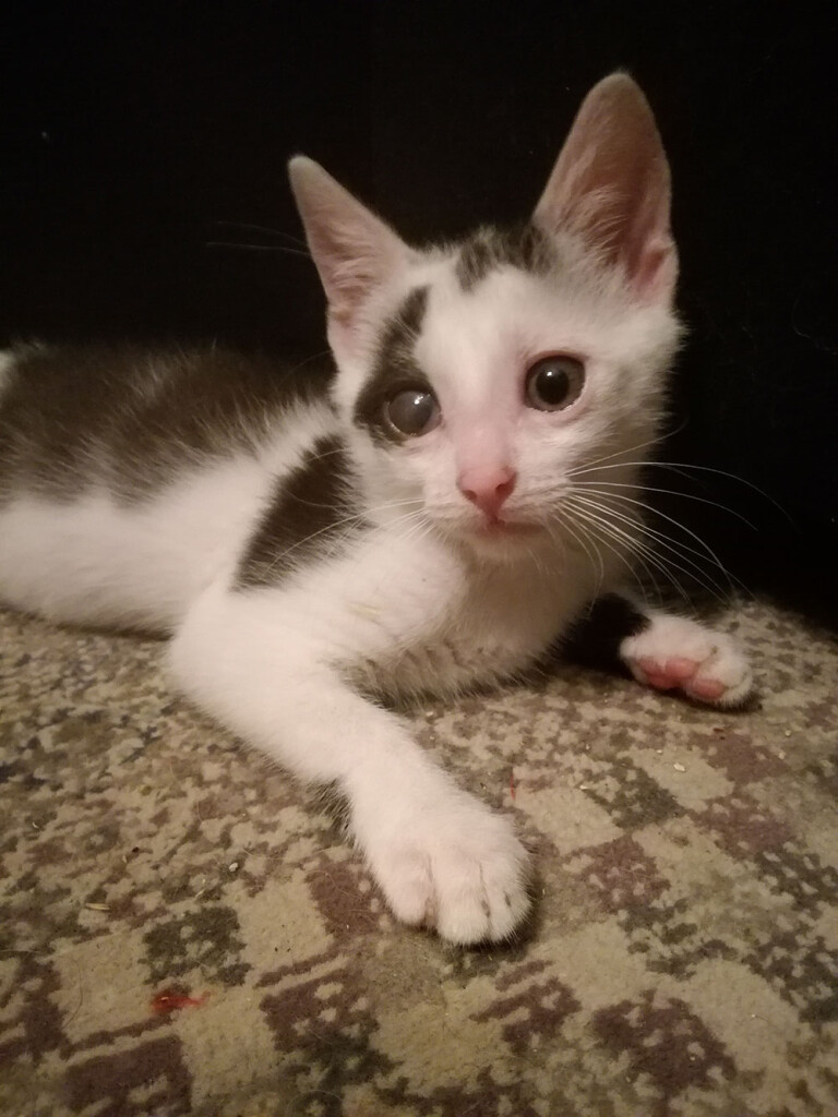 Adoptusie. Fasolka. W domu :)