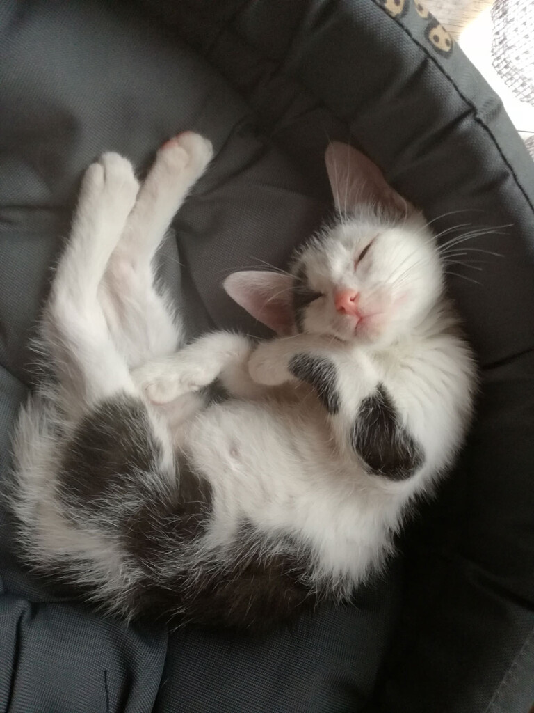 Adoptusie. Fasolka. W domu :)
