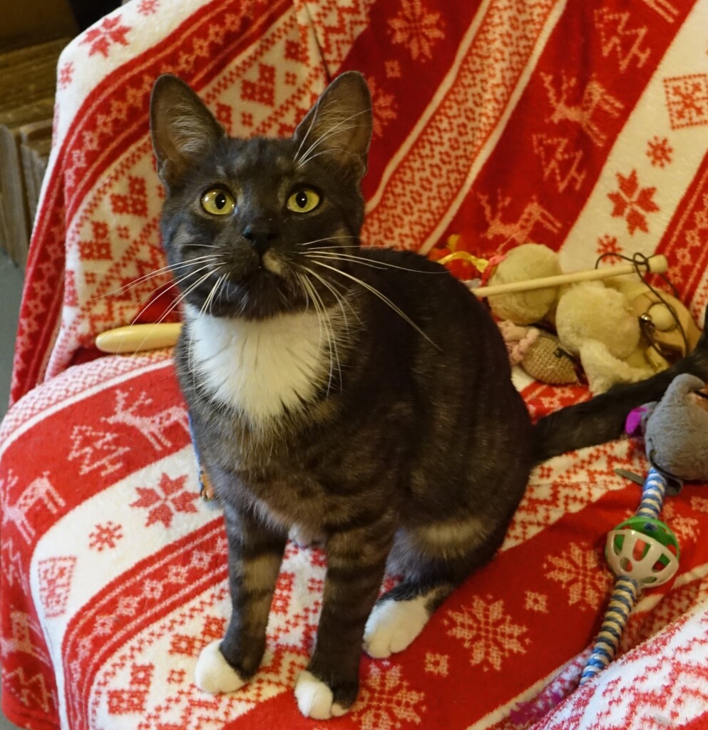 Adoptusie. Zibi - prawdziwy przystojniak. W domu :)