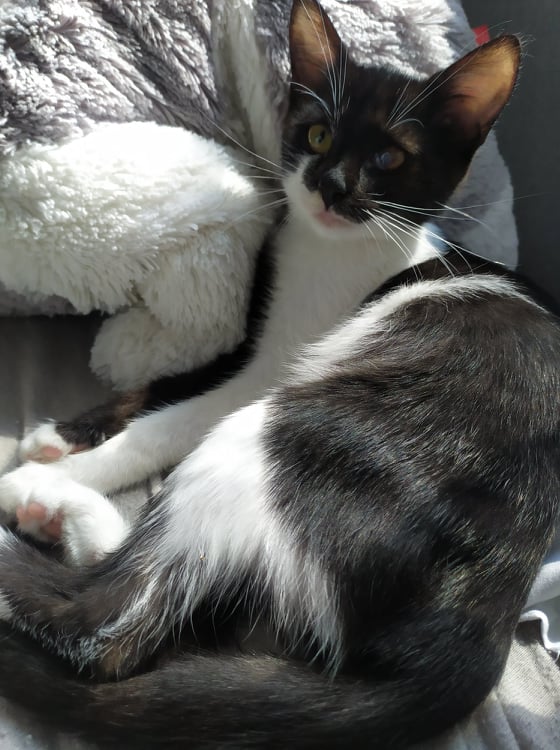 Adoptusie. Maja. W domu :)