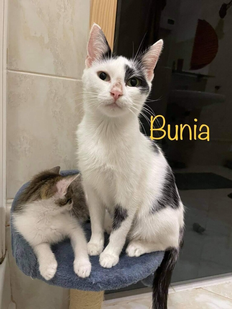 Bunia i jej dzieci – podrzutki z kartonu - wychodzą na prostą