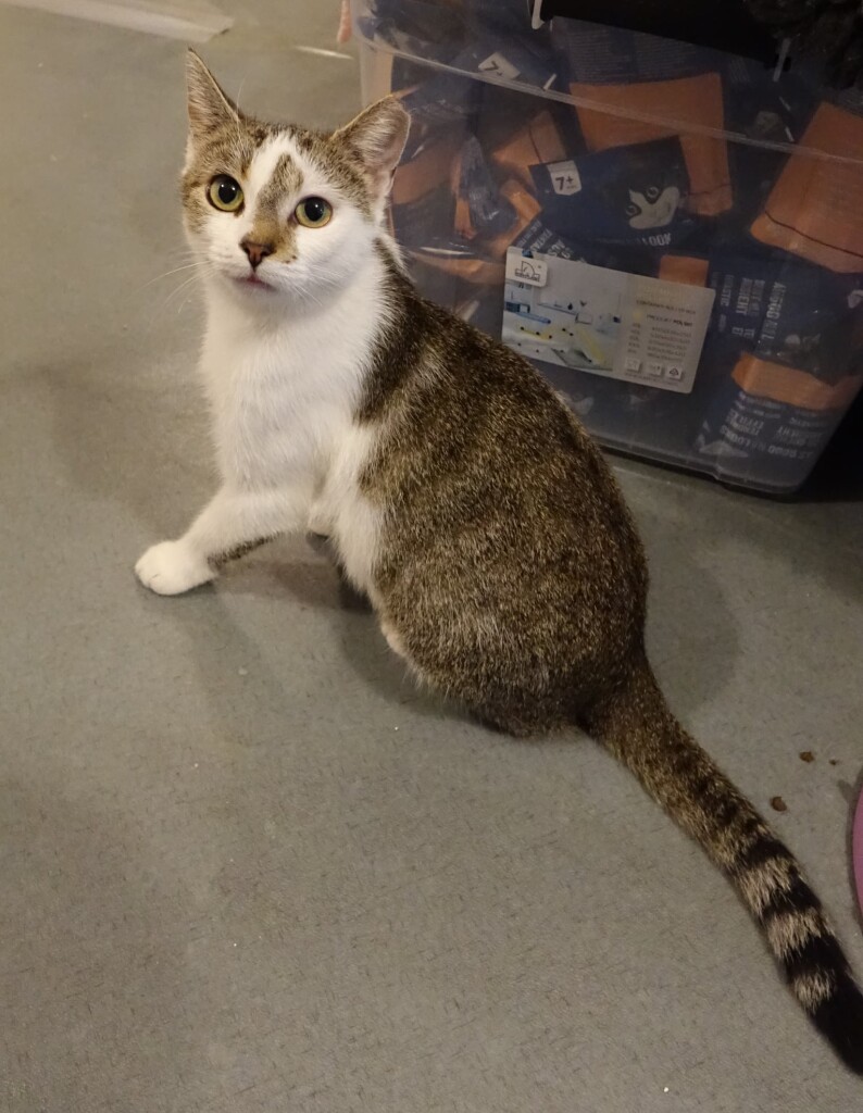 Adoptusie. Astra - w domu :)