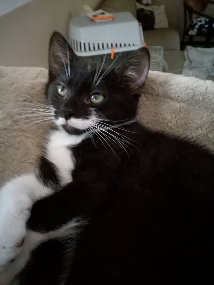 Adoptusie. Tor - 4 miesięczny chłopiec. Adoptowany :)