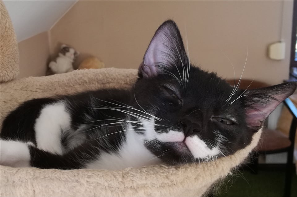 Adoptusie. Tor - 4 miesięczny chłopiec. Adoptowany :)