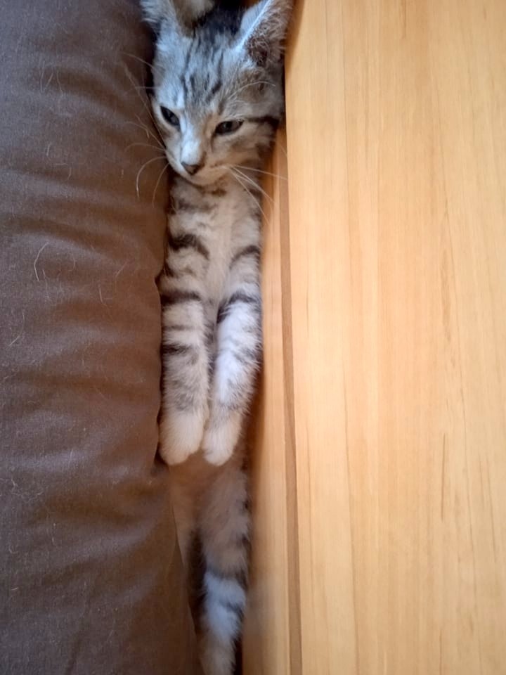 Adoptusie. Mikado. W domu :)