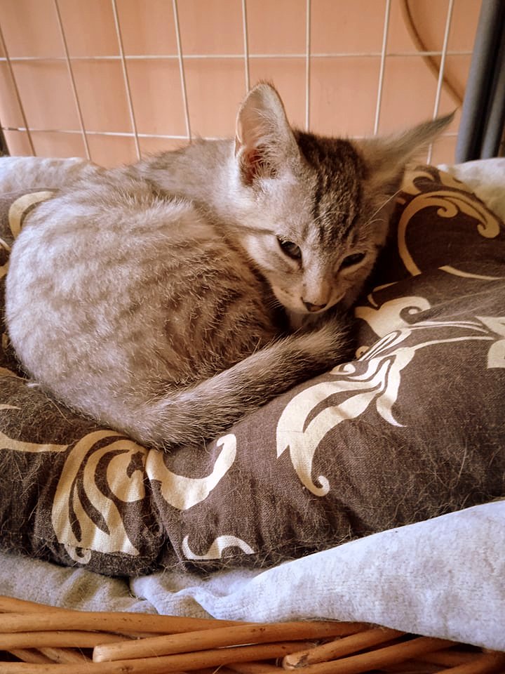 Adoptusie. Mikado. W domu :)