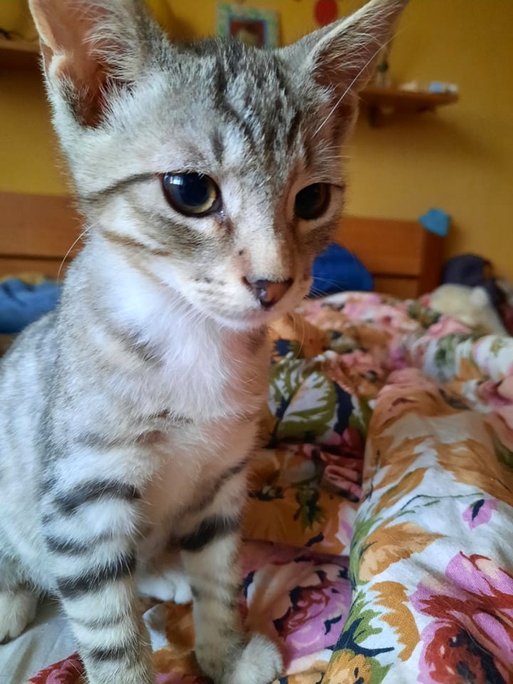Adoptusie. Mikado. W domu :)