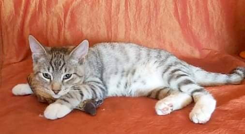 Adoptusie. Mikado. W domu :)