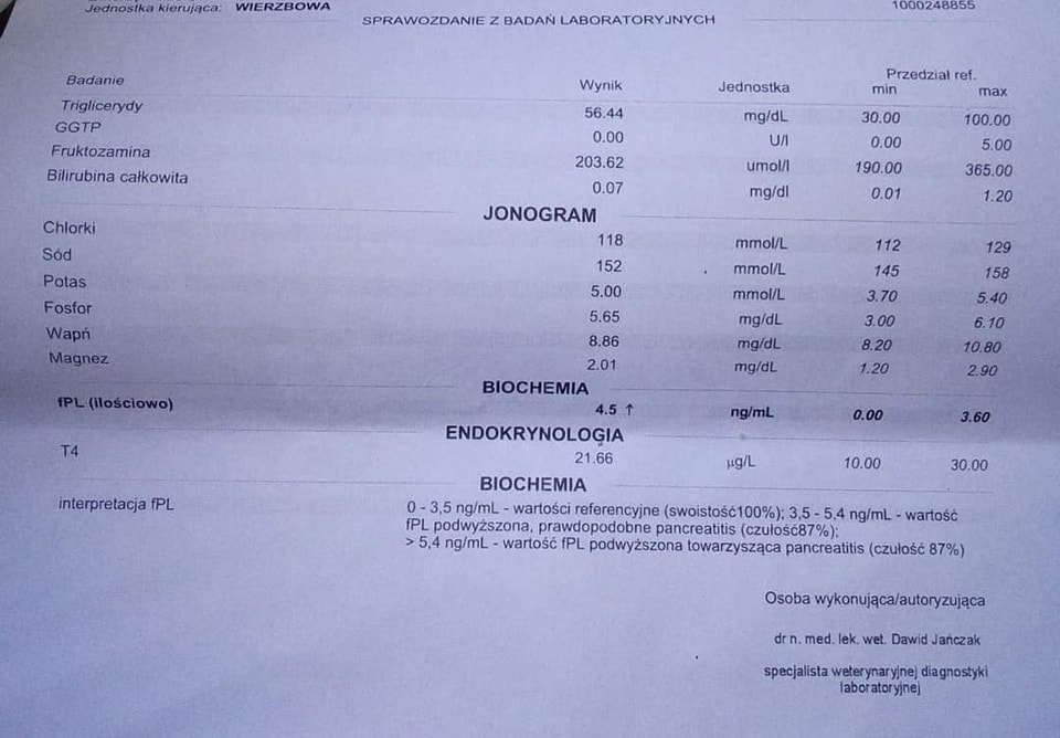 Henryk po wypadku - nasz stary, koci znajomy potrzebuje pomocy!