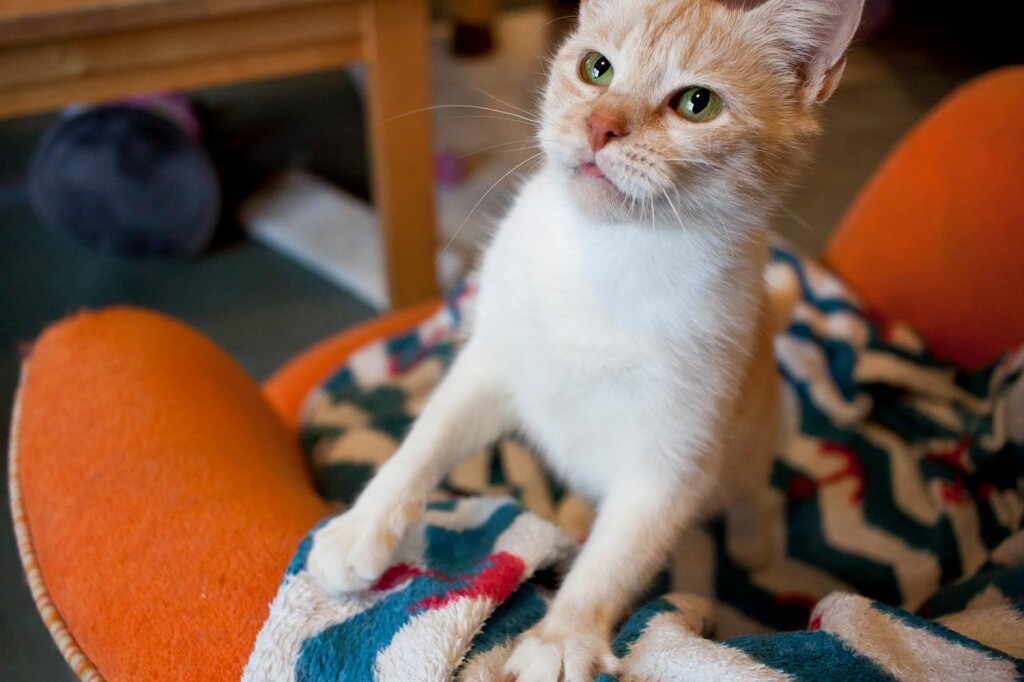 Adoptusie. Amelka - w domu :)