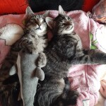 Stelvio i Romeo (3)