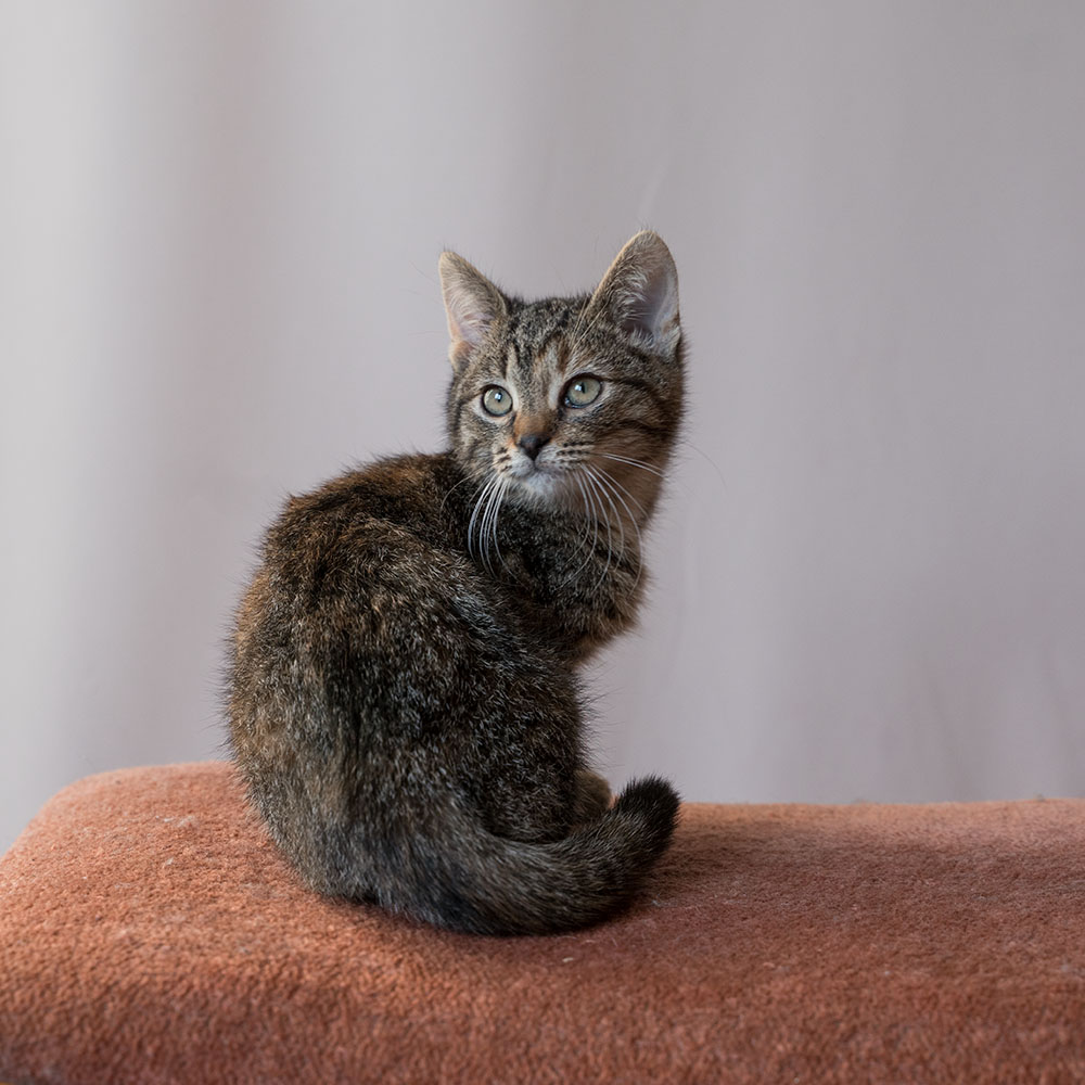 Adoptusie. Tomcio – w domu :)
