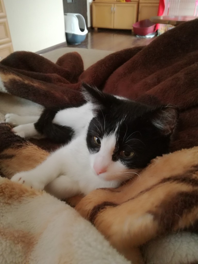 Adoptusie. Zezolek - kocia dziewczynka. W domu :)