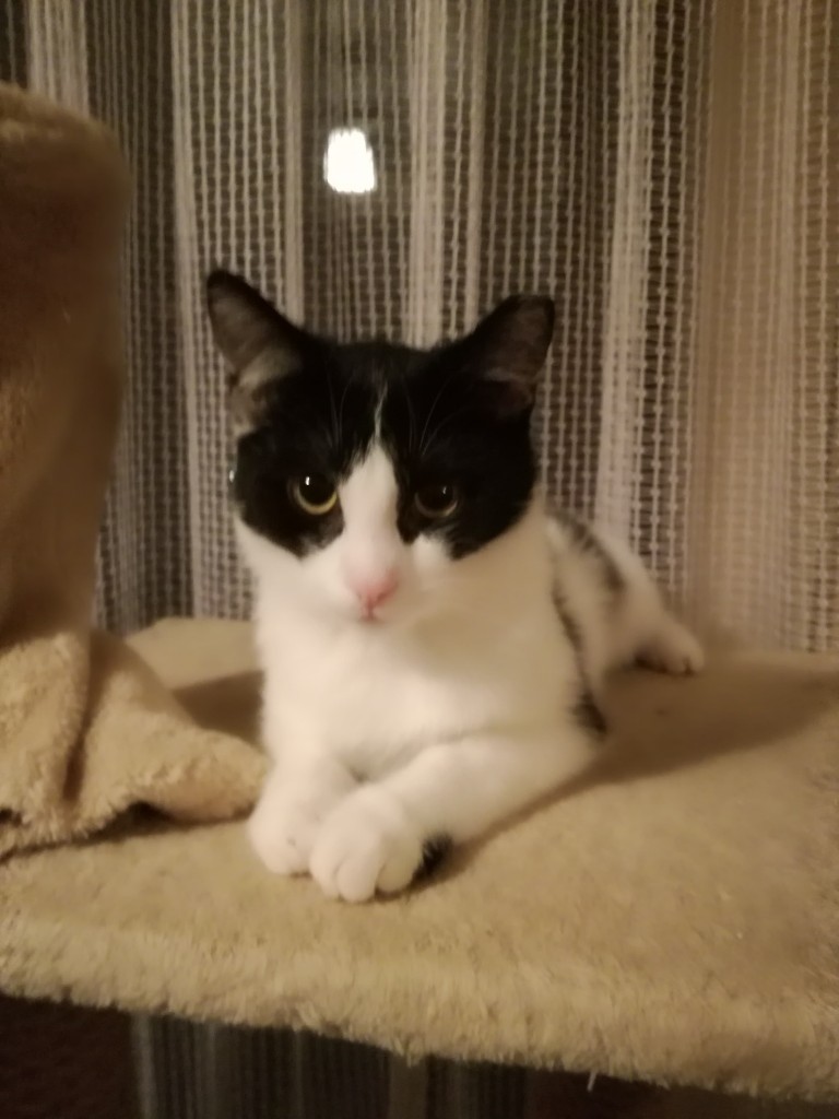 Adoptusie. Zezolek - kocia dziewczynka. W domu :)