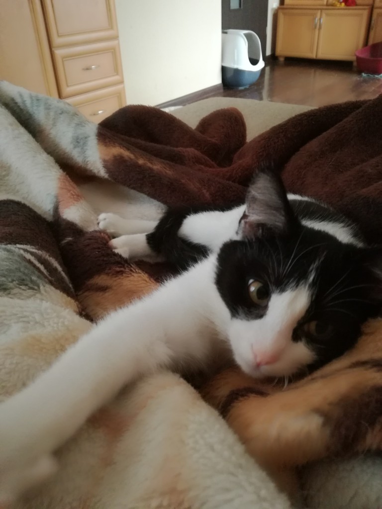 Adoptusie. Zezolek - kocia dziewczynka. W domu :)