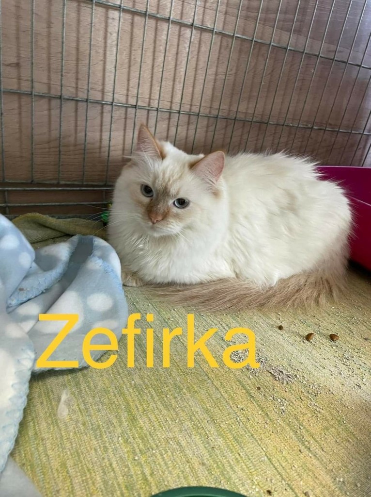 Pomoc dla zwierząt z Ukrainy - historia o tym, jak wojna miesza w życiach ludzi i zwierząt. Valia w domu :)