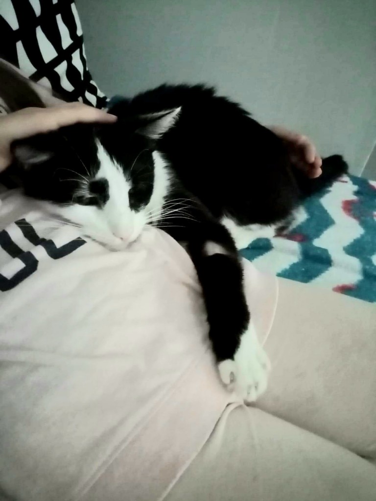 Adoptusie. Kocurek Nemo. W domu :)