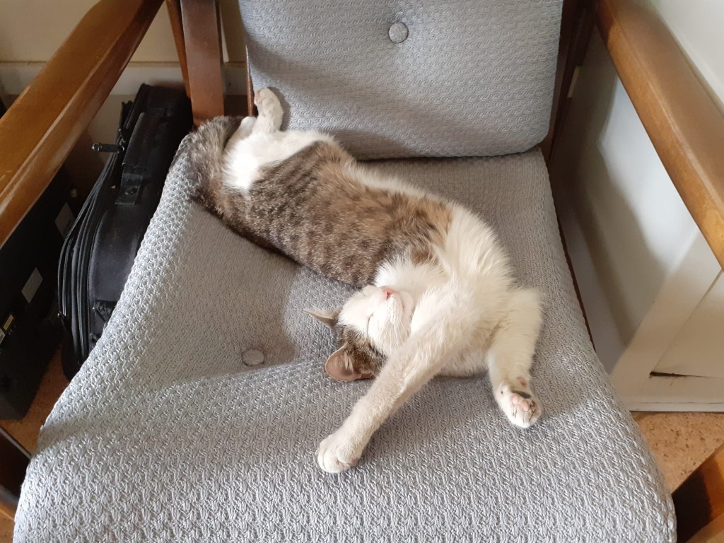 Komisarz, czyli kot Puszek na gigancie