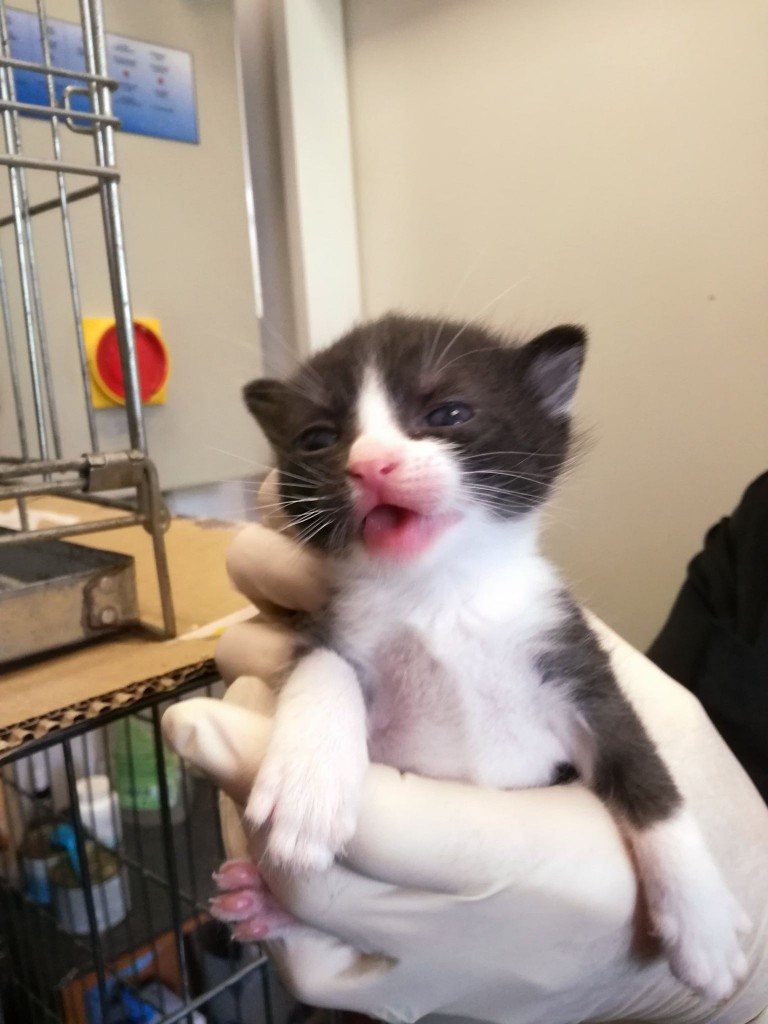 Mięta i jej dzieci. Bazylia – szczęśliwa adopcja :)