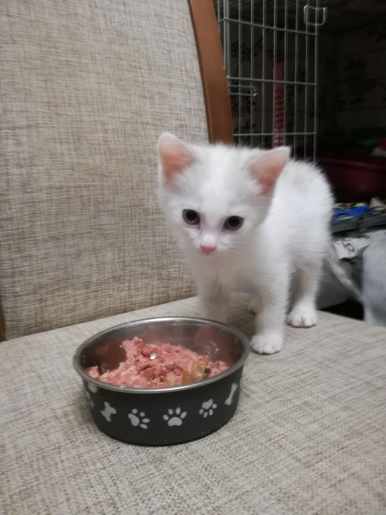 Holly i Promyczek – w jednym domu :)