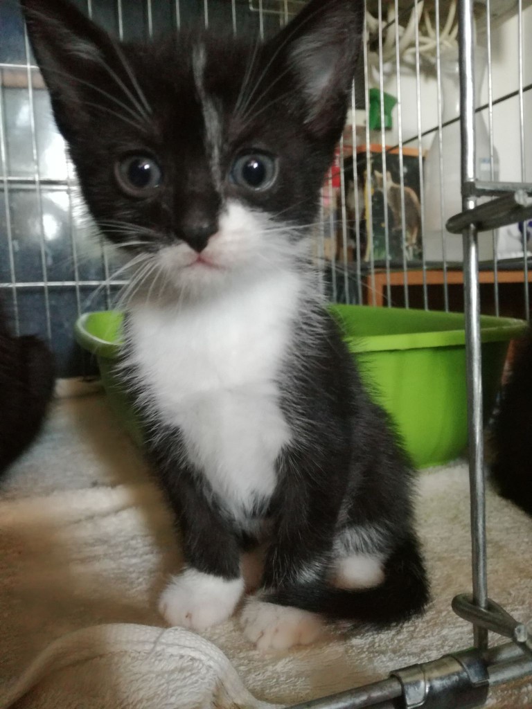 Mięta i jej dzieci. Bazylia – szczęśliwa adopcja :)