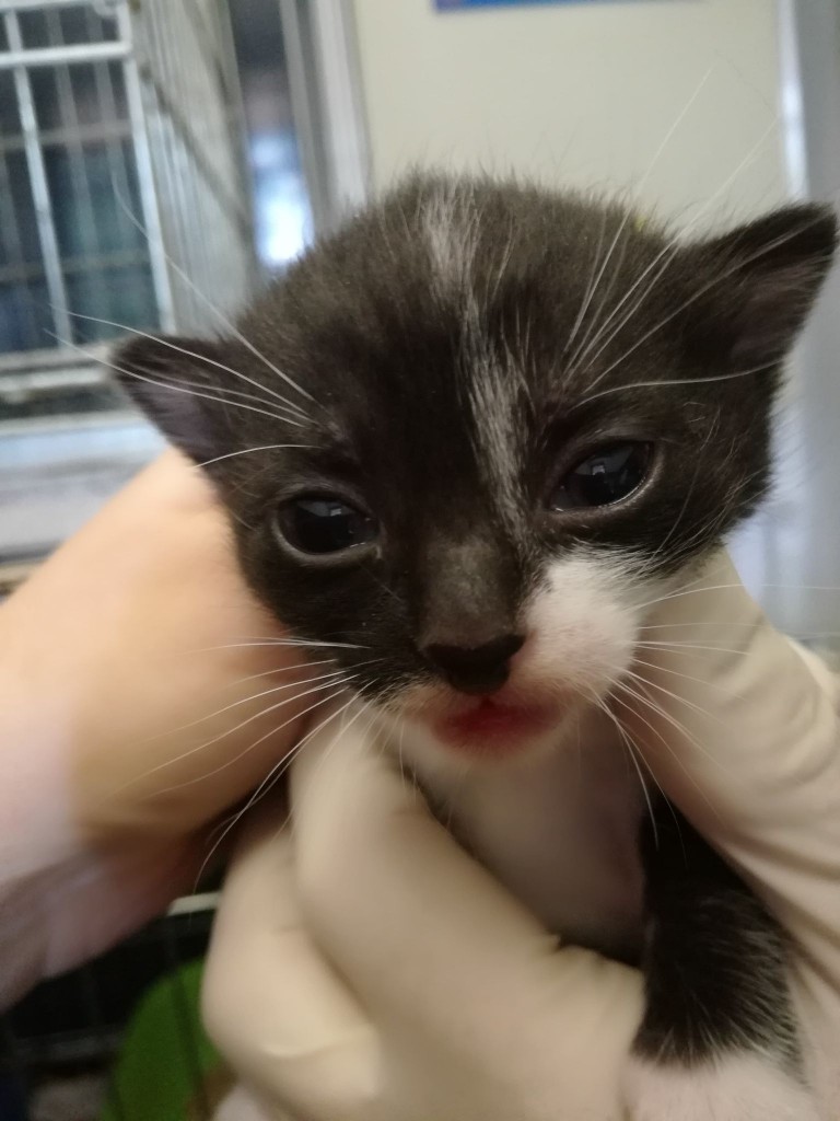 Mięta i jej dzieci. Bazylia – szczęśliwa adopcja :)