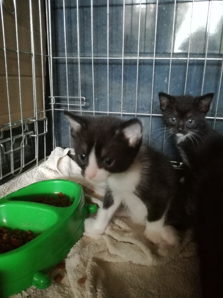 Mięta i jej dzieci. Bazylia – szczęśliwa adopcja :)