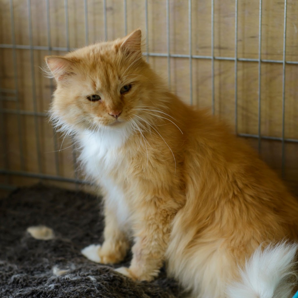 Adoptusie. Konstantyn – w domu :)