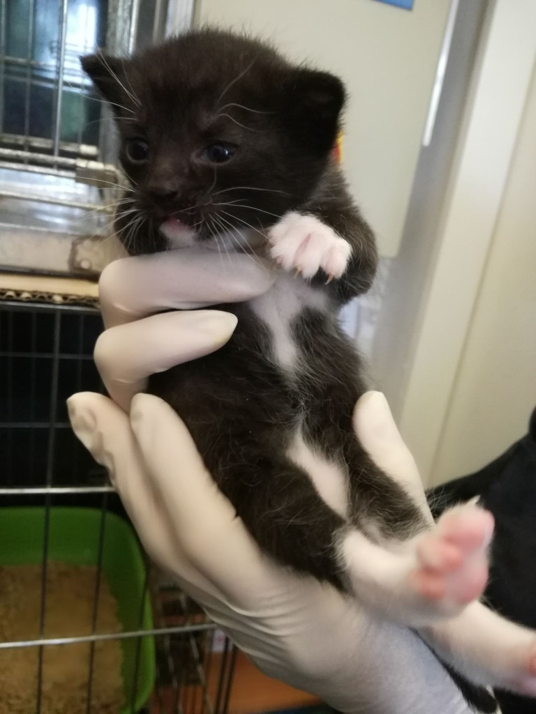 Mięta i jej dzieci. Bazylia – szczęśliwa adopcja :)