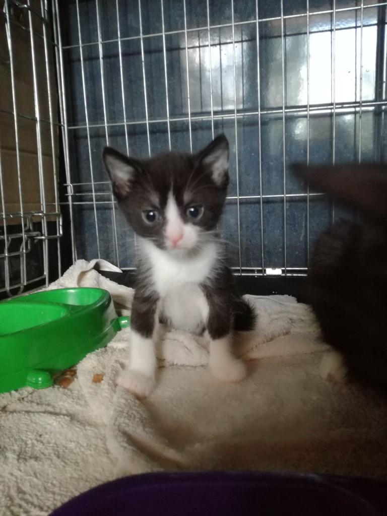 Mięta i jej dzieci. Bazylia – szczęśliwa adopcja :)