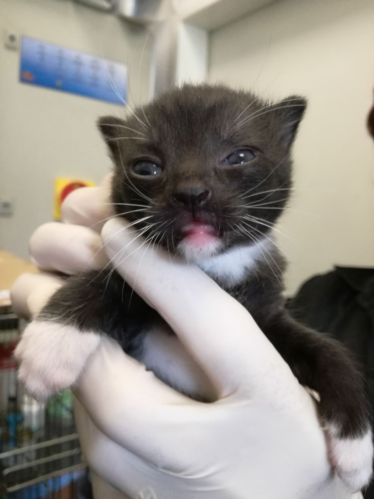 Mięta i jej dzieci. Bazylia – szczęśliwa adopcja :)