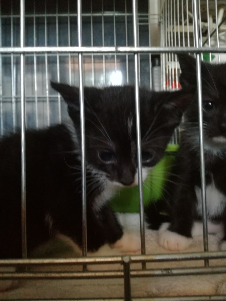 Mięta i jej dzieci. Bazylia – szczęśliwa adopcja :)