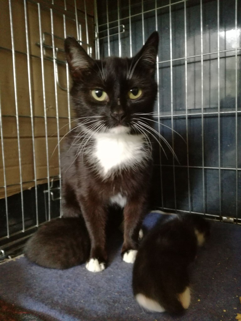Mięta i jej dzieci. Bazylia – szczęśliwa adopcja :)
