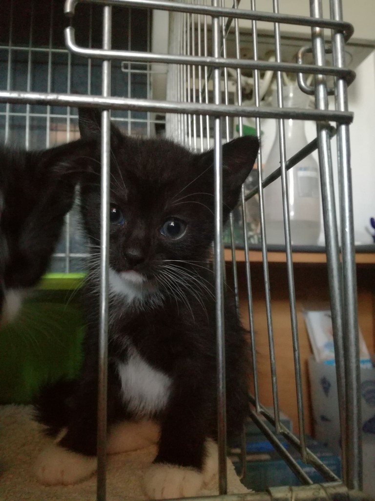 Mięta i jej dzieci. Bazylia – szczęśliwa adopcja :)