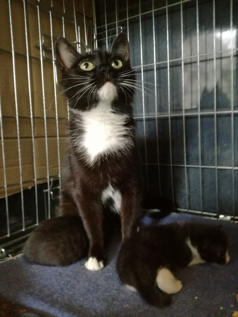 Mięta i jej dzieci. Bazylia – szczęśliwa adopcja :)