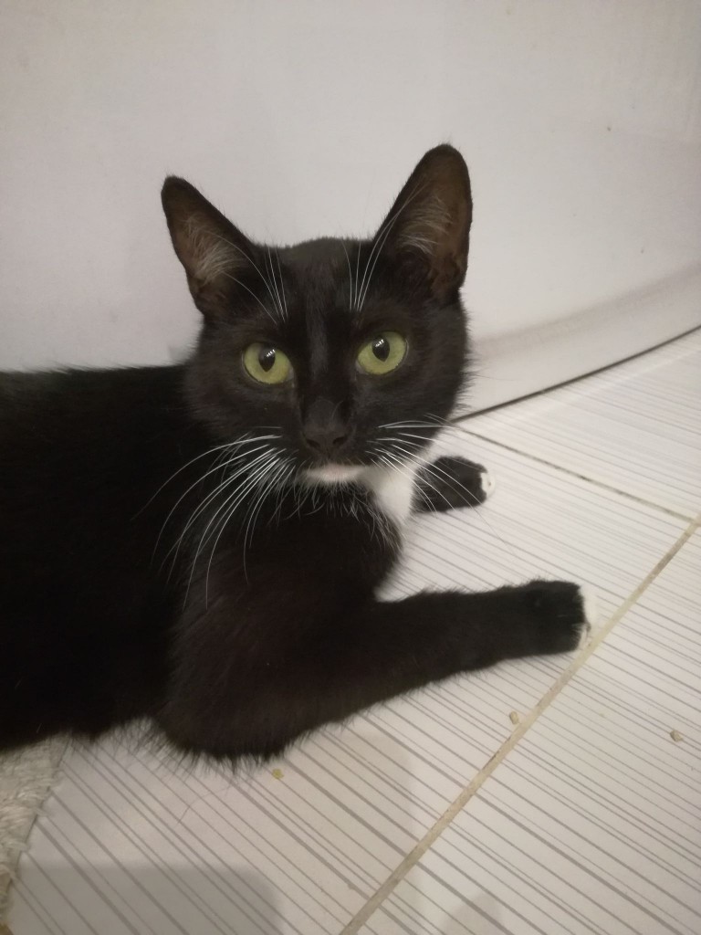 Mięta i jej dzieci. Bazylia – szczęśliwa adopcja :)