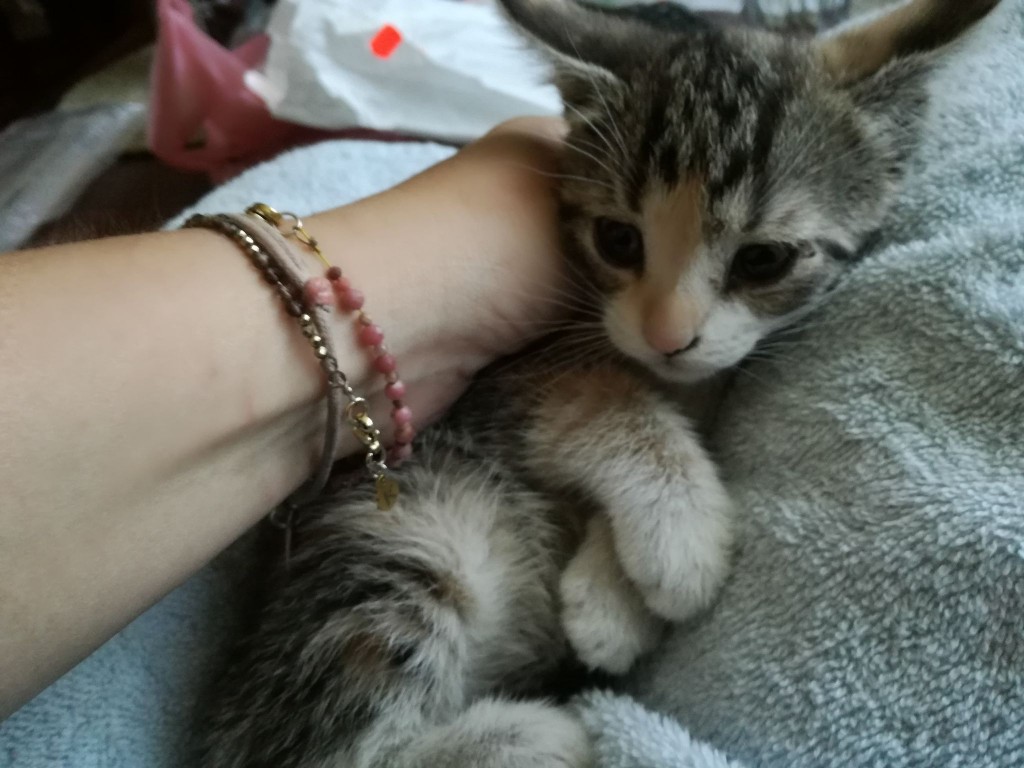 Abi i Odi już w domach :)