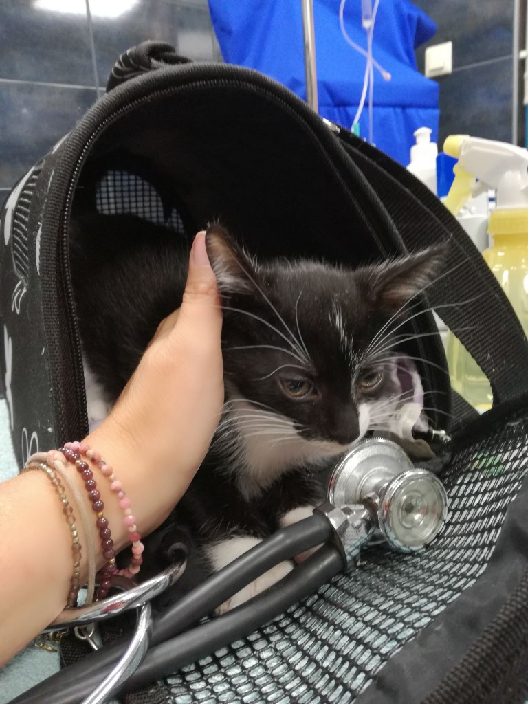 Mięta i jej dzieci. Bazylia – szczęśliwa adopcja :)
