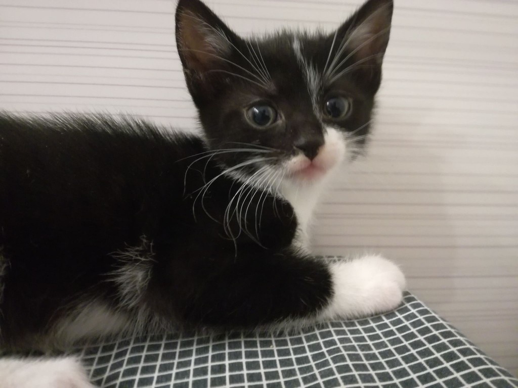 Mięta i jej dzieci. Bazylia – szczęśliwa adopcja :)