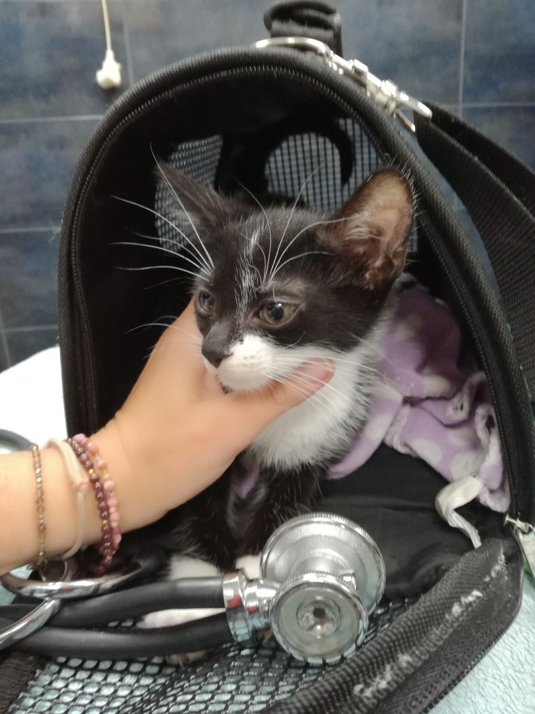 Mięta i jej dzieci. Bazylia – szczęśliwa adopcja :)