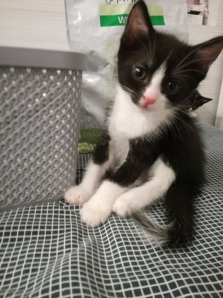Mięta i jej dzieci. Bazylia – szczęśliwa adopcja :)
