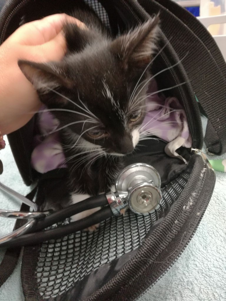 Mięta i jej dzieci. Bazylia – szczęśliwa adopcja :)