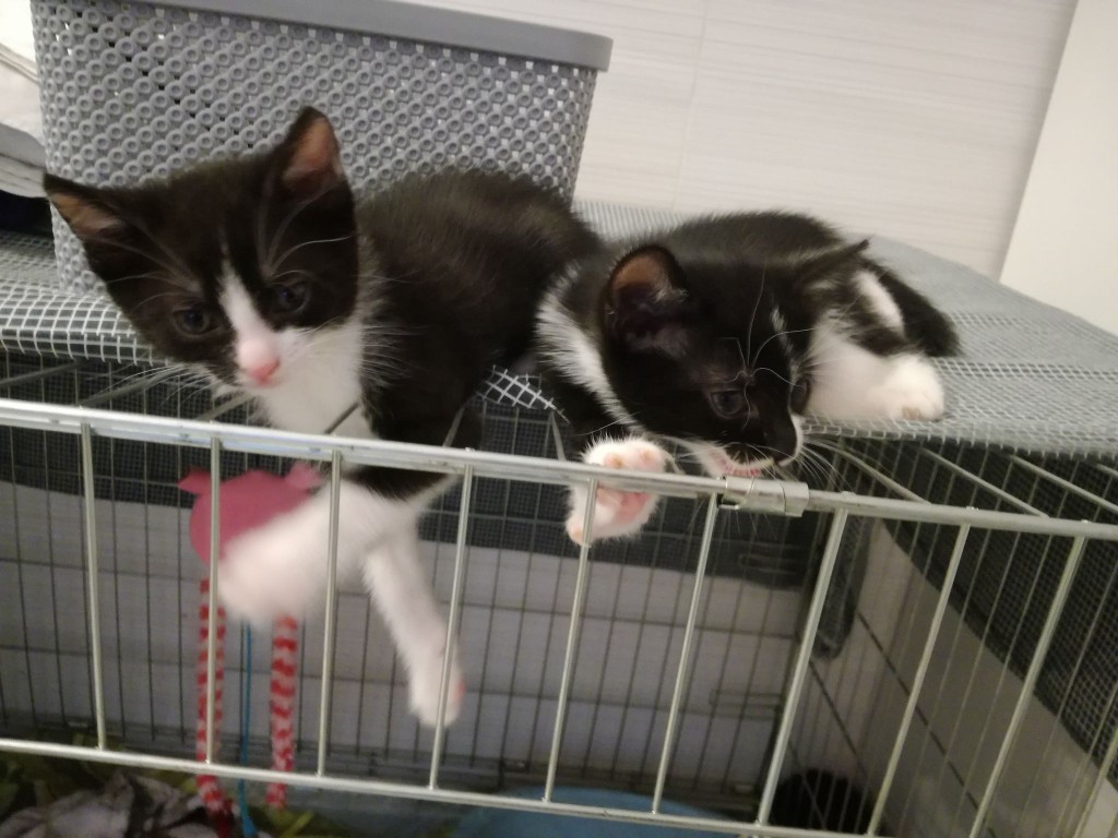 Mięta i jej dzieci. Bazylia – szczęśliwa adopcja :)