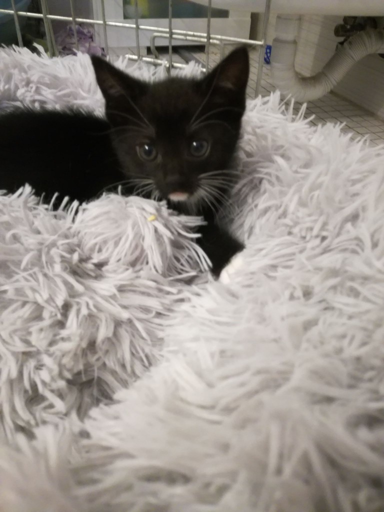 Mięta i jej dzieci. Bazylia – szczęśliwa adopcja :)