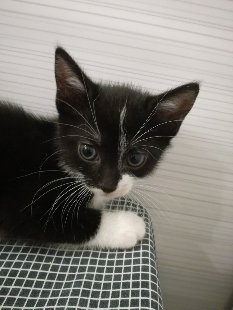 Mięta i jej dzieci. Bazylia – szczęśliwa adopcja :)